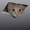 ceilingcat