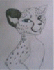 cheetah7