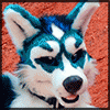 diamondhusky