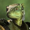 dragon-the-argonian