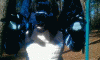 eodred