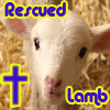 rescuedlamb