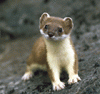 stoat