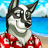fauxpas~husky