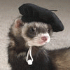 cocoferret