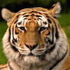 majorthomastiger