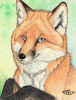 foxxz