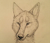 kodawolf05