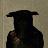 klausv