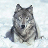 whitewolfcommando