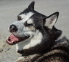 spacklehusky