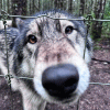 werewolfpupper