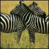 zebrafan