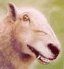 wirewolf wirewolf