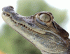 Crocface Crocface