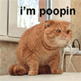 Lynne_kitty Lynne_kitty