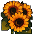 sunflowerki sunflowerki