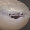 vespertellino vespertellino