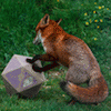 beachfox beachfox