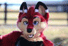 bookerthefox bookerthefox