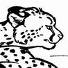 coppercheetah coppercheetah