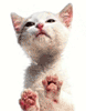 eviecats eviecats