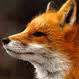 foxonian foxonian