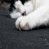 Fur-felines Fur-felines