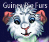 GuineaPigFurs GuineaPigFurs
