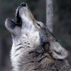 Howlers Howlers