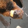 Order_chiroptera Order_chiroptera