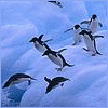 penguinfurs penguinfurs