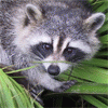 Raccoons Raccoons