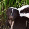 Rodney-Skunk Rodney-Skunk