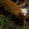 Stoats-N-Weasels Stoats-N-Weasels