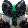 gradientwolf gradientwolf