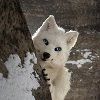technic_wolf technic_wolf