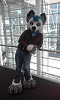Eylof_wolf Eylof_wolf