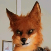 foxstarwing foxstarwing