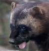 jerotter jerotter