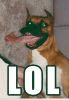 lavawolf lavawolf