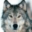 SimpleWolf SimpleWolf