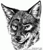 SteveFoxx SteveFoxx