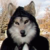 ~soulwolf~ ~soulwolf~