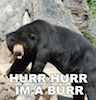 Dave_Bear Dave_Bear