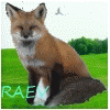 Raev Raev