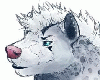 swiftcheetah_01 swiftcheetah_01
