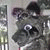 CodexWolf CodexWolf