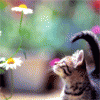 arseniccatnip33