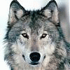 buddingwolf